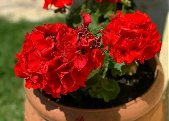 Coralli Beach Studios- アパートホテル ニドリ